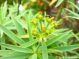 Euphorbia balsamifera