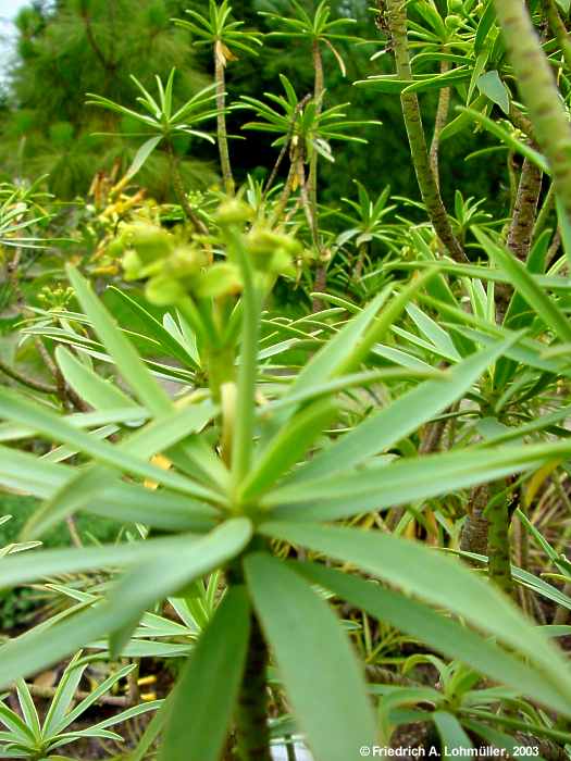 Euphorbia balsamifera