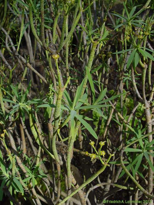 Euphorbia balsamifera