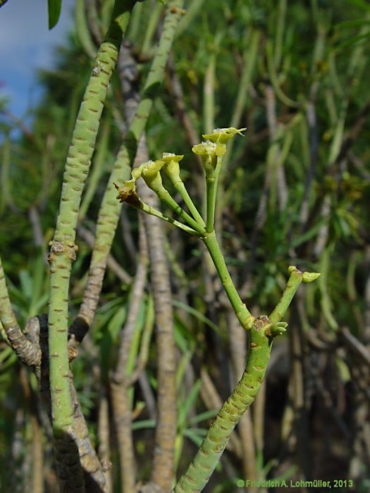 Euphorbia balsamifera