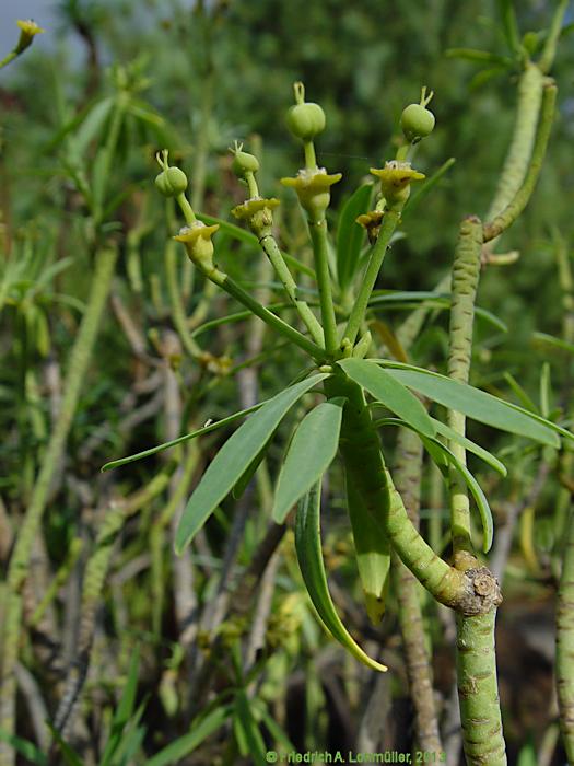 Euphorbia balsamifera