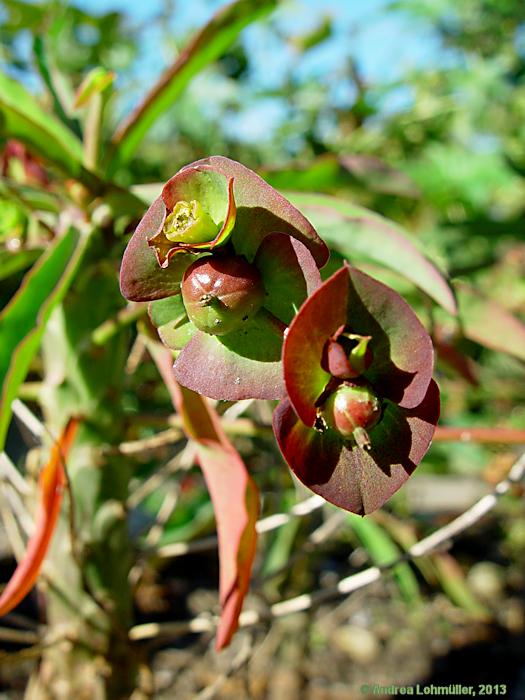 Euphorbia bubalina