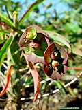 Euphorbia bubalina