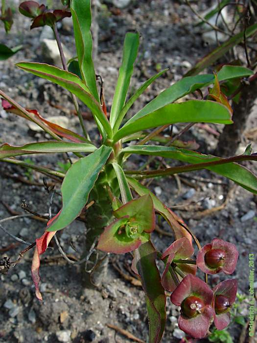 Euphorbia bubalina