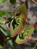 Euphorbia bubalina