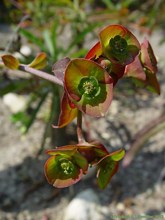 Euphorbia bubalina