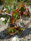 Euphorbia bubalina