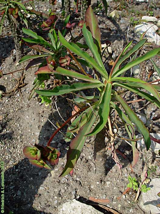 Euphorbia bubalina