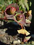 Euphorbia bubalina