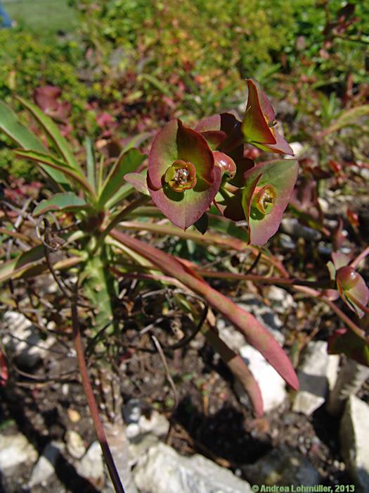 Euphorbia bubalina