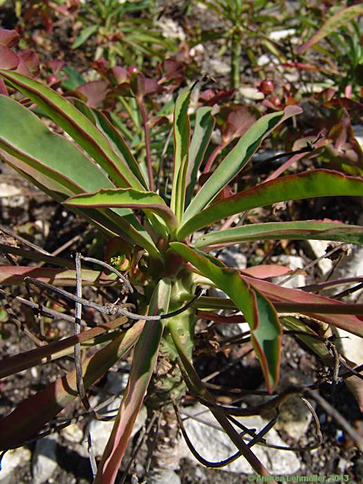 Euphorbia bubalina