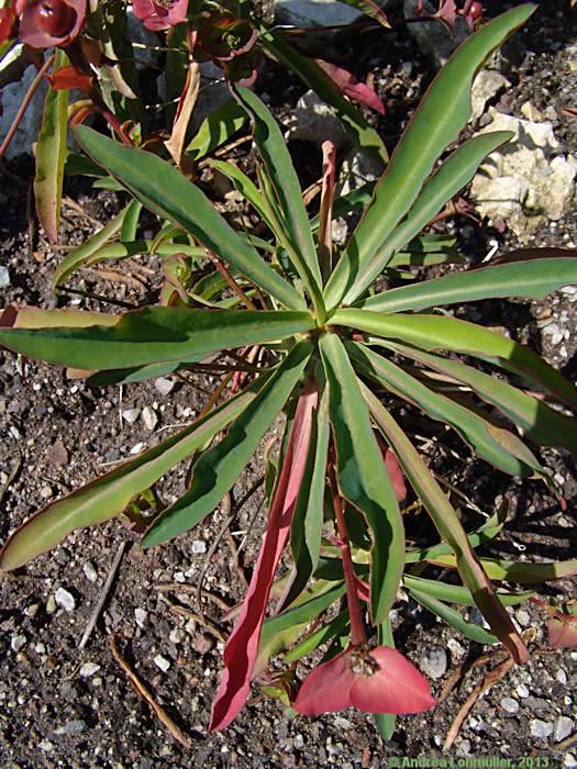 Euphorbia bubalina