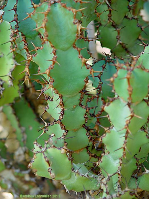 Euphorbia caerulescens