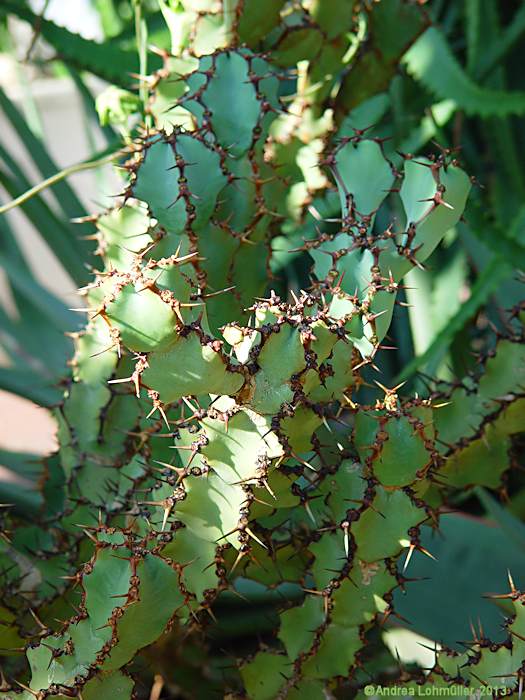 Euphorbia caerulescens