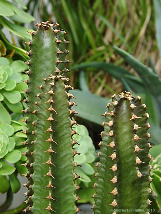 Euphorbia canariense