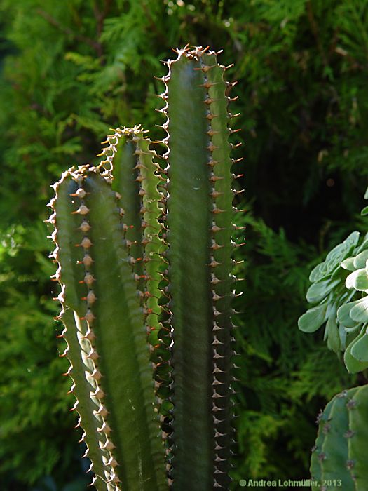 Euphorbia canariense