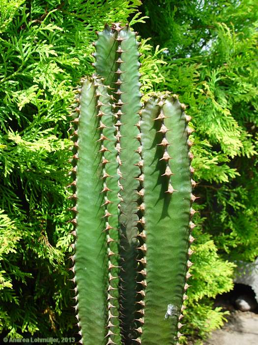 Euphorbia canariense