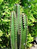 Euphorbia canariense