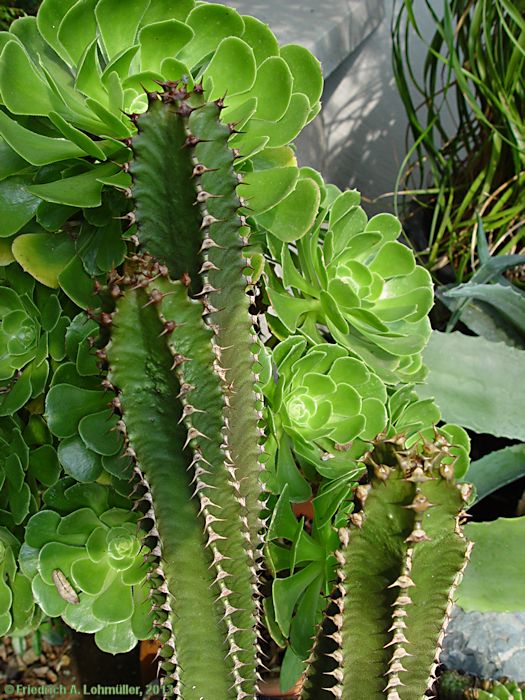 Euphorbia canariense