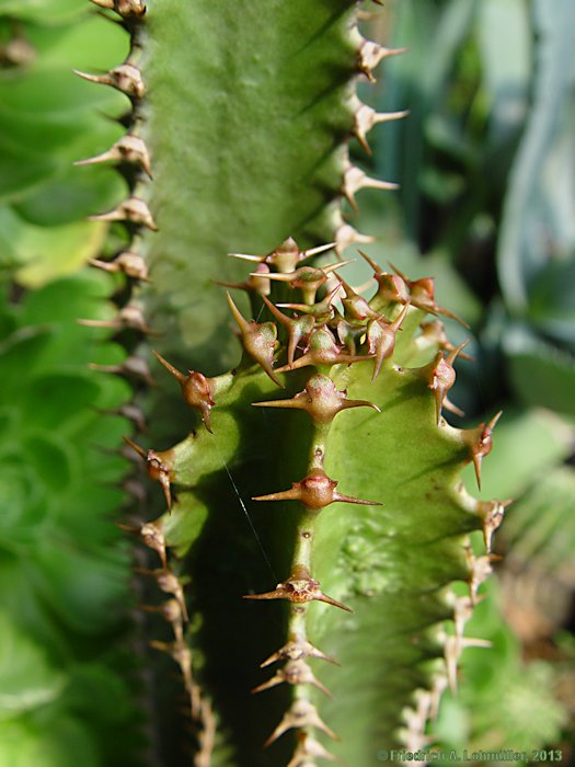 Euphorbia canariense