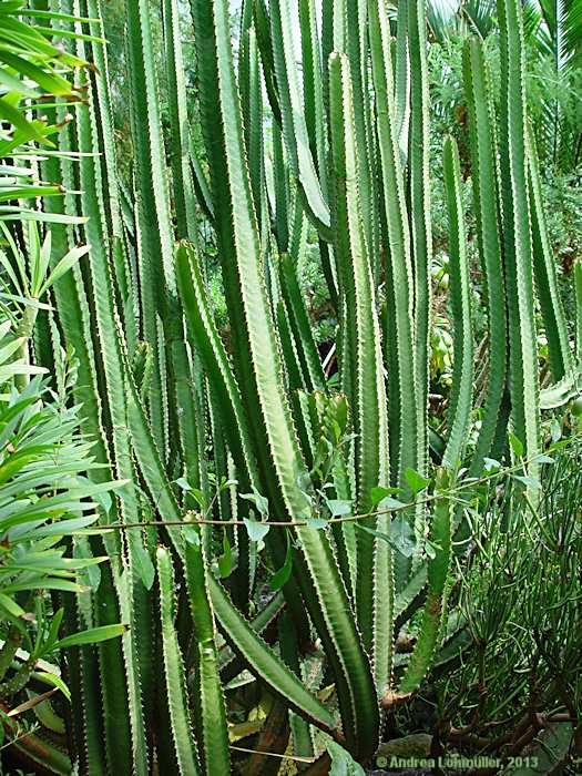 Euphorbia canariense