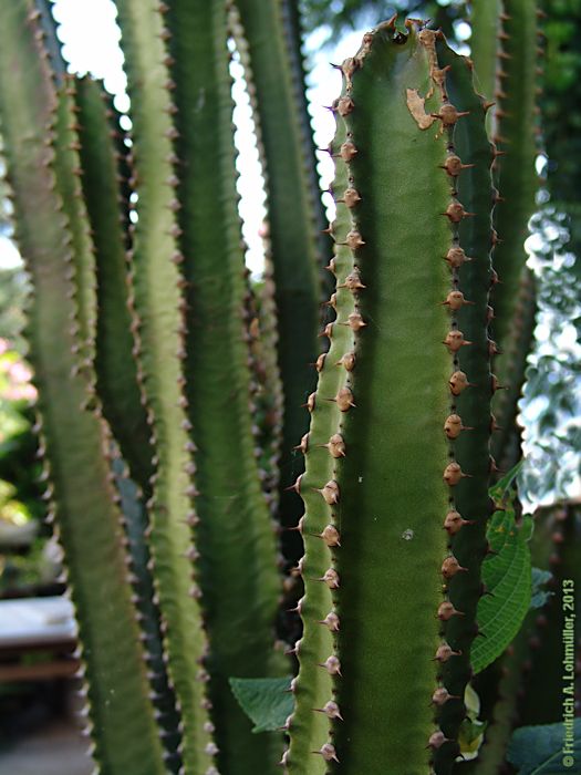 Euphorbia canariense