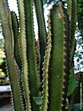 Euphorbia canariense