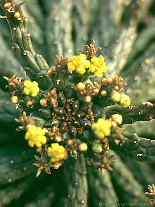 Euphorbia caput-medusae