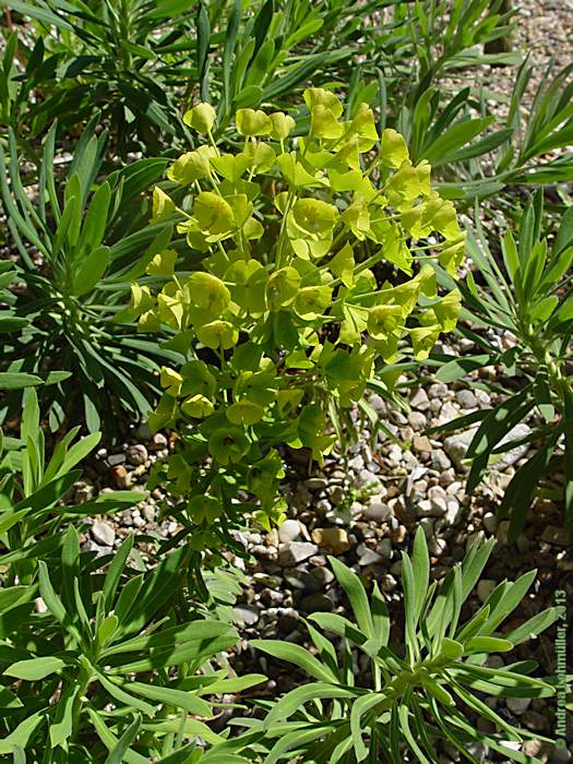 Euphorbia characias