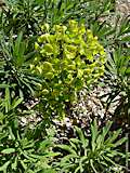 Euphorbia characias