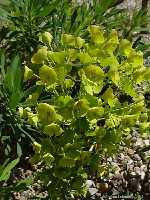 Euphorbia characias