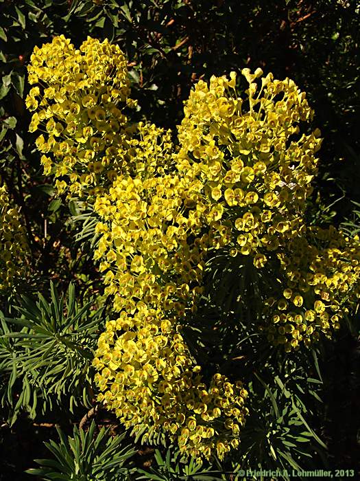 Euphorbia characias