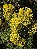 Euphorbia characias