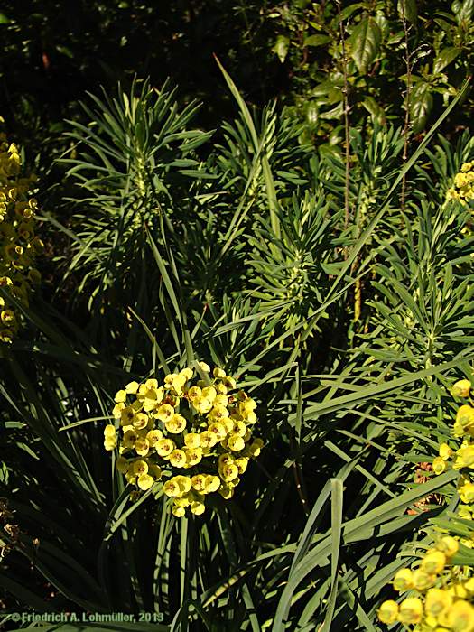 Euphorbia characias