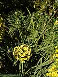 Euphorbia characias