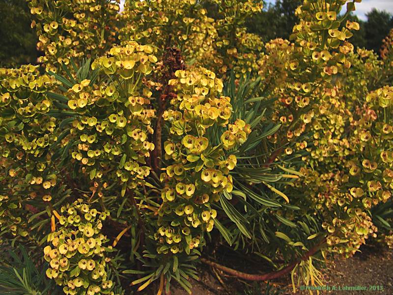 Euphorbia characias