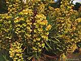 Euphorbia characias