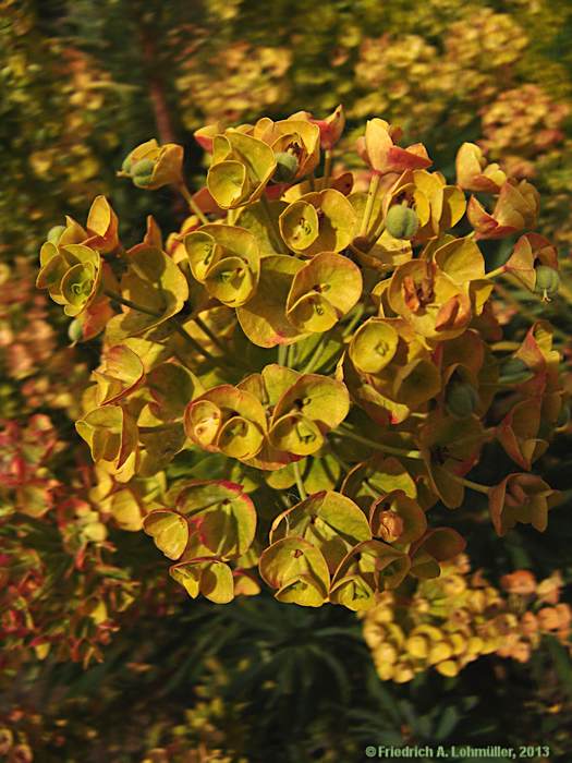 Euphorbia characias