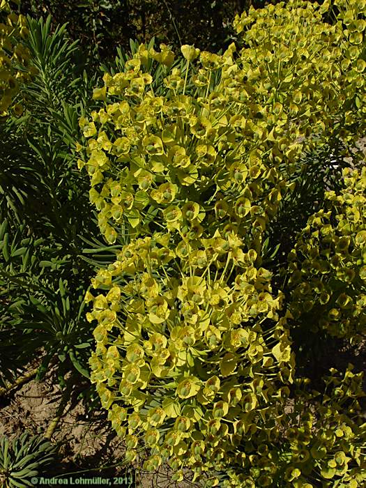 Euphorbia characias