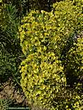 Euphorbia characias