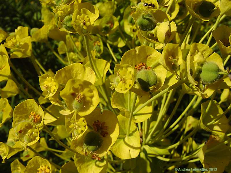 Euphorbia characias