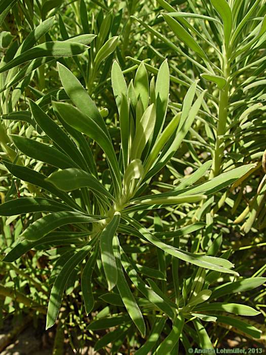 Euphorbia characias