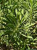 Euphorbia characias