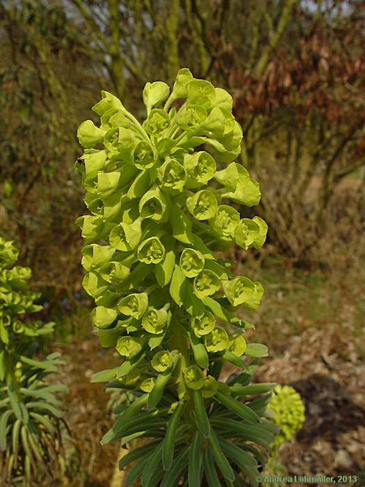 Euphorbia characias