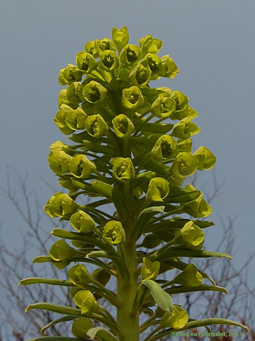 Euphorbia characias