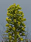 Euphorbia characias