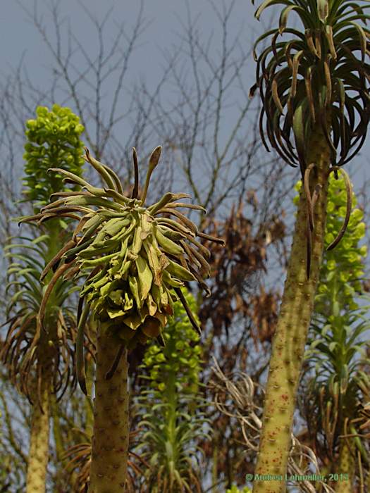 Euphorbia characias