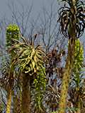 Euphorbia characias