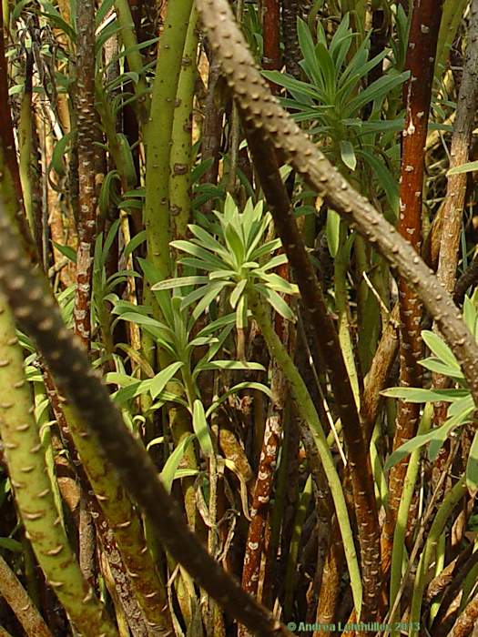 Euphorbia characias