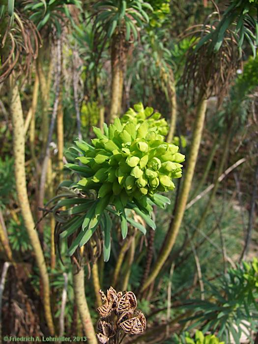 Euphorbia characias